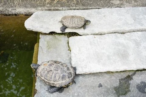 Two turtles in pond close up view grey shell Stock Photos