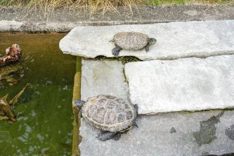 Two turtles in pond close up view grey shell Stock Photos