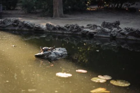Two turtles on the pond in evening Stock Photos