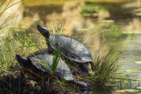 Two turtles at the pond Foto stock
