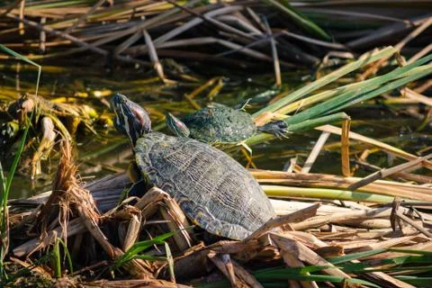 Two turtles in the pond Stock Photos