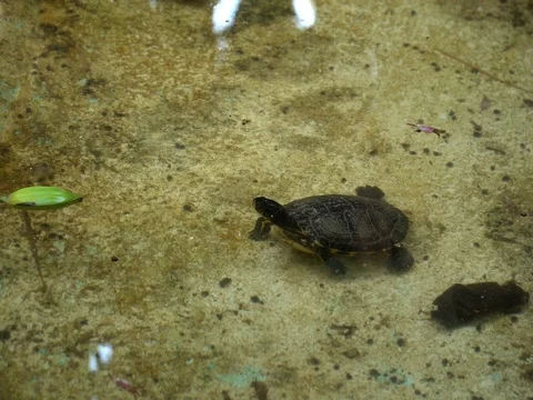 Two turtles protruding their head out of the water Stock Footage 82842536