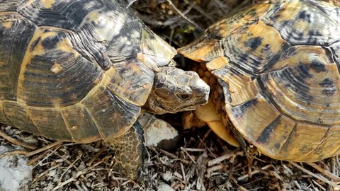 Two Turtles Resting Together, Camera Zooming In and Out on Heads Stock Footage 316060830