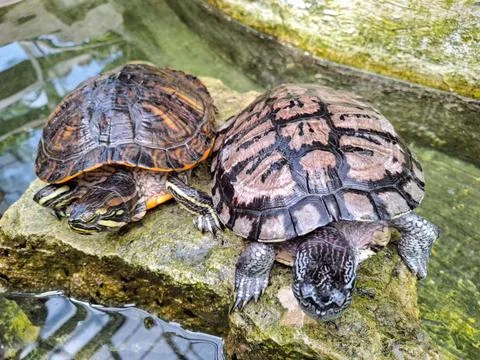 Two turtles on a rock Stockfoto's