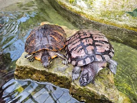 Two turtles on a rock Foto stock