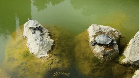 Two turtles sit on rocks in the water Stock Footage 86792669
