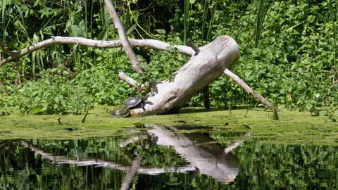 Two Turtles Sitting on a Log in the River with Green Algae Stock Footage 135738973