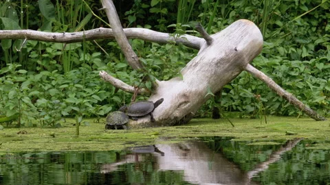 Two Turtles Sitting on a Log in the River with Green Algae Stock Footage 135746427