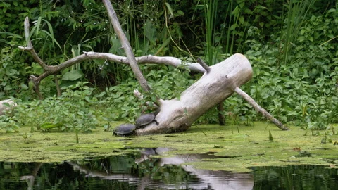 Two Turtles Sitting on a Log in the River with Green Algae Stock Footage 135760288