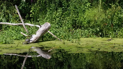 Two Turtles Sitting on a Log in the River with Green Algae Stock Footage 135771011