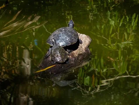 Two turtles sitting on a log surrounded by water Stock Photos