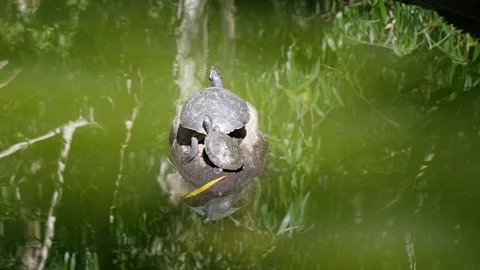 Two turtles sitting next to each other on a log Stock Footage 112363099