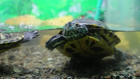 Two turtles, small and big in the aquarium. Stock Footage 202141233