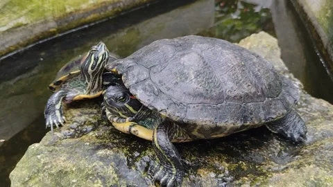 Two turtles on a stone Stock Footage 242418265
