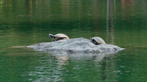 Two Turtles on a Stone on a Green Lake Stock-Footage 277355843