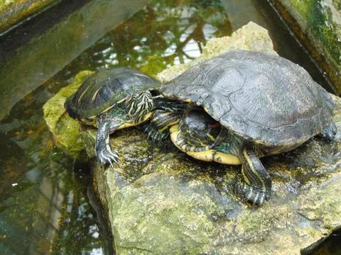 Two turtles on a stone Stock Photos