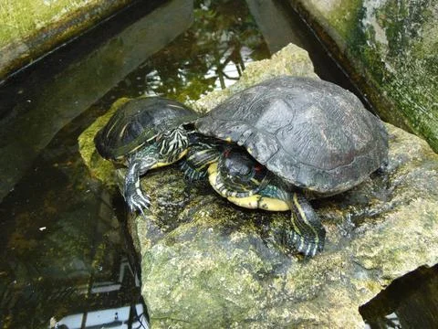 Two turtles on a stone Stockfoto's