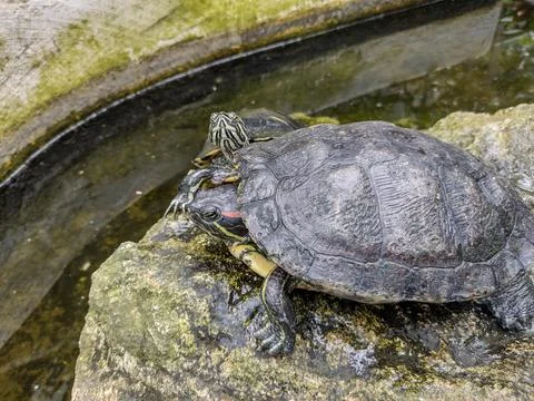Two turtles on a stone Stock Photos