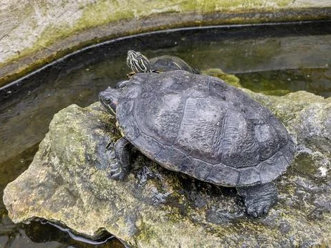 Two turtles on a stone Stock Photos