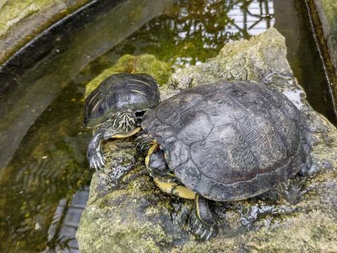 Two turtles on a stone Foto stock