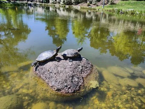Two turtles sunbathing and at rest on a rock in a duck pond on a spring day Stock Photos