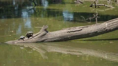 Two turtles sunbathing on fallen log in quiet pond 库存影片 342446081