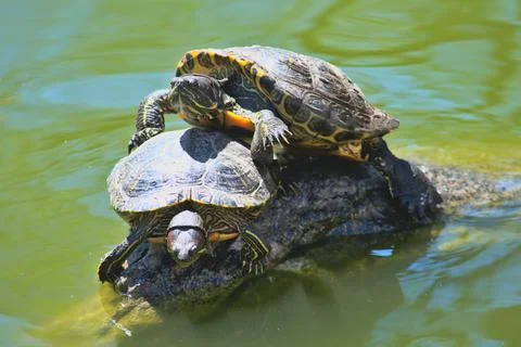 Two turtles sunbathing Stock Photos