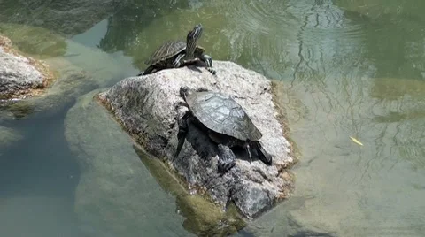 Two turtles sunbathing on a a stone Stock Footage