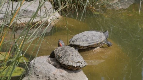 Two turtles on the surface of the lake Stock Footage 117998752