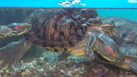 Two turtles swim and play in a close-up aquarium Video stock 87277765
