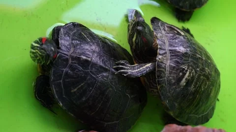 Two turtles swim together in clear water, showcasing their shells and movement d Stock Footage 331245350