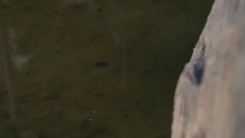 Two Turtles Swimming Across Frame Underwater Stock Footage 329286816