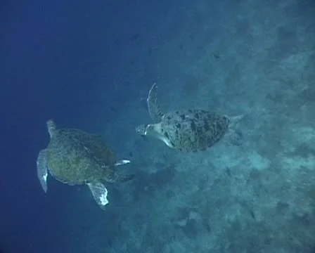 Two turtles swimming around each other Stock Footage 21081522