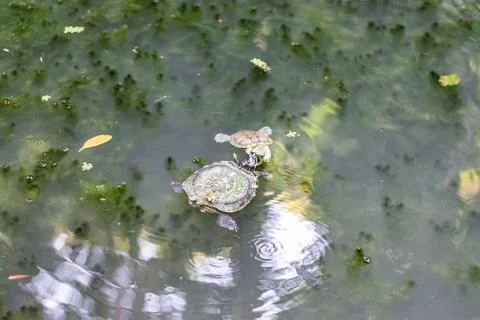 Two turtles swimming in green algae pond in penang, malaysia Stock Photos