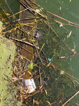 Two turtles swimming in polluted river water next to floating plastic garbage Stock Photos