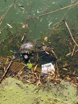 Two turtles swimming in polluted river water next to floating plastic garbage Stock Photos