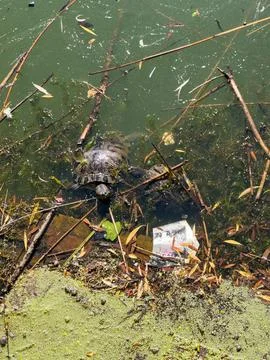 Two turtles swimming in polluted river water next to floating plastic garbage Stock Photos