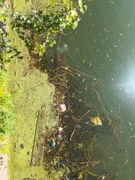 Two turtles swimming in polluted river water next to floating plastic garbage Stock Photos