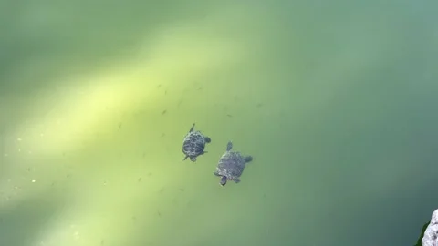 Two turtles swimming in the river Stock Footage 171518710