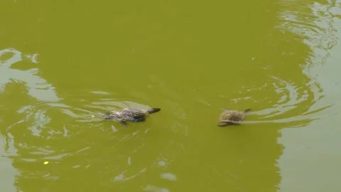 Two Turtles Swimming Toward Each Other in a Tranquil Lake Stock Footage 302715156