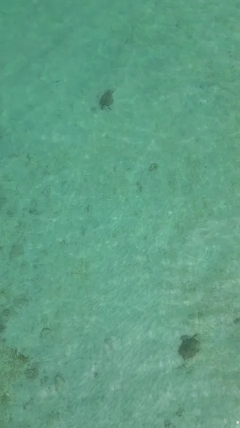 Two turtles swimming vertical 스톡 동영상 240095666