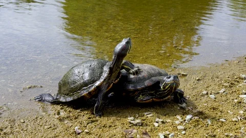 Two turtles (terrapin) playing near the water Stock Footage 124718042