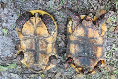 Two turtles on their backs, close up, zoo in Suriname, under supervision Stock Photos