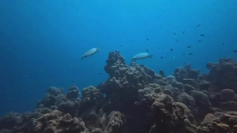 Two turtles trying to find a place to rest Stock Footage 231527742