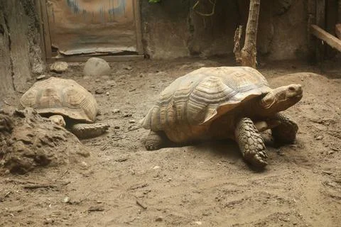 Two turtles walking on a muddy surface Stock Photos
