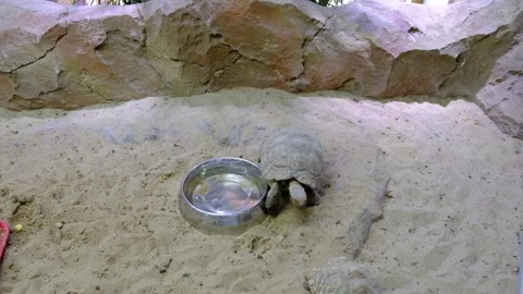 Two turtles walking on the sand Stock Footage 142464352