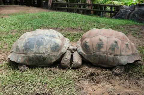 Two turtles in a zoo Stock Photos