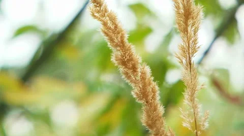 Two Twigs Of Dry Grass Swaying On the Breeze Stock Footage 47784061