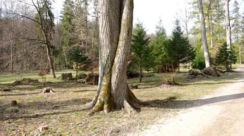 Two twisted trees Stock Footage 61519294