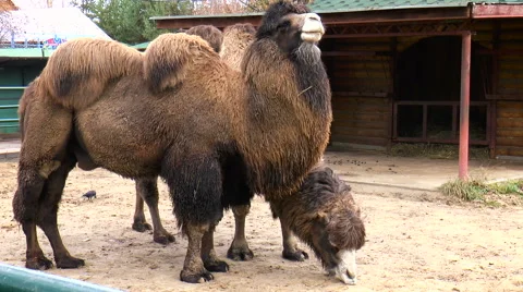 Two two-humped camels chewing hay. Mammals Stock Footage 68191019